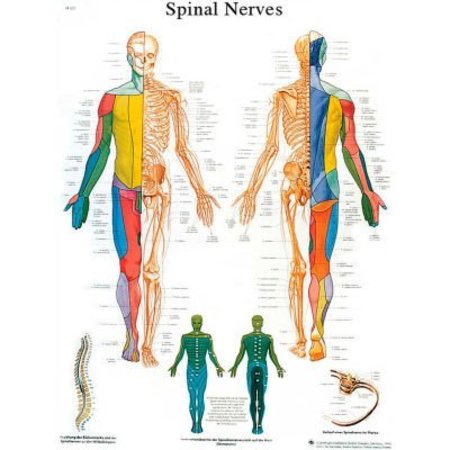 FABRICATION ENTERPRISES 3B® Anatomical Chart - Spinal Nerves, Laminated 12-4630L